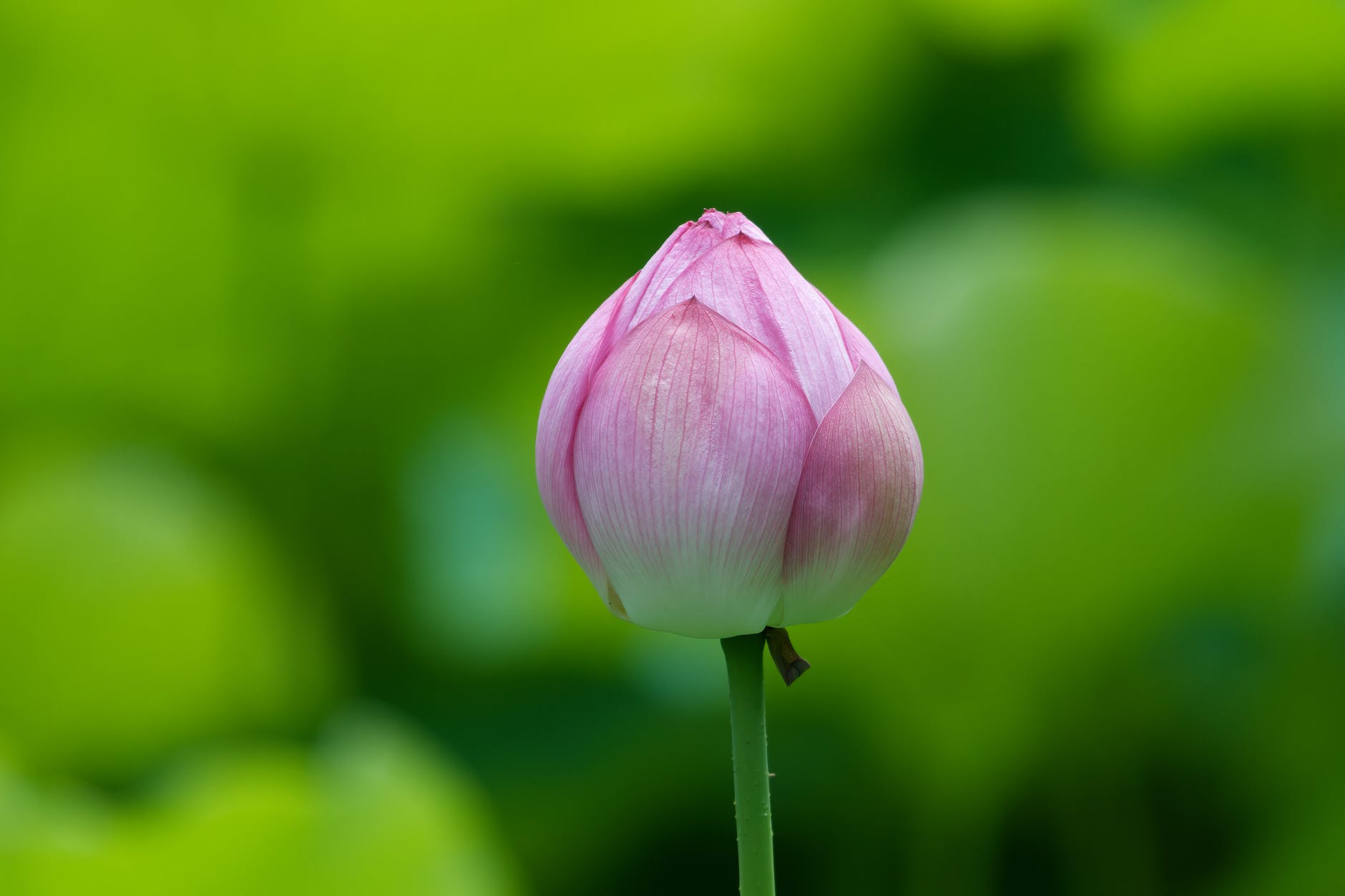 budding pink lotus
